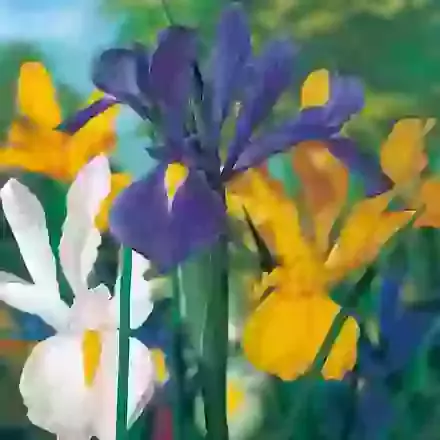 Blue, Yellow & White Mix